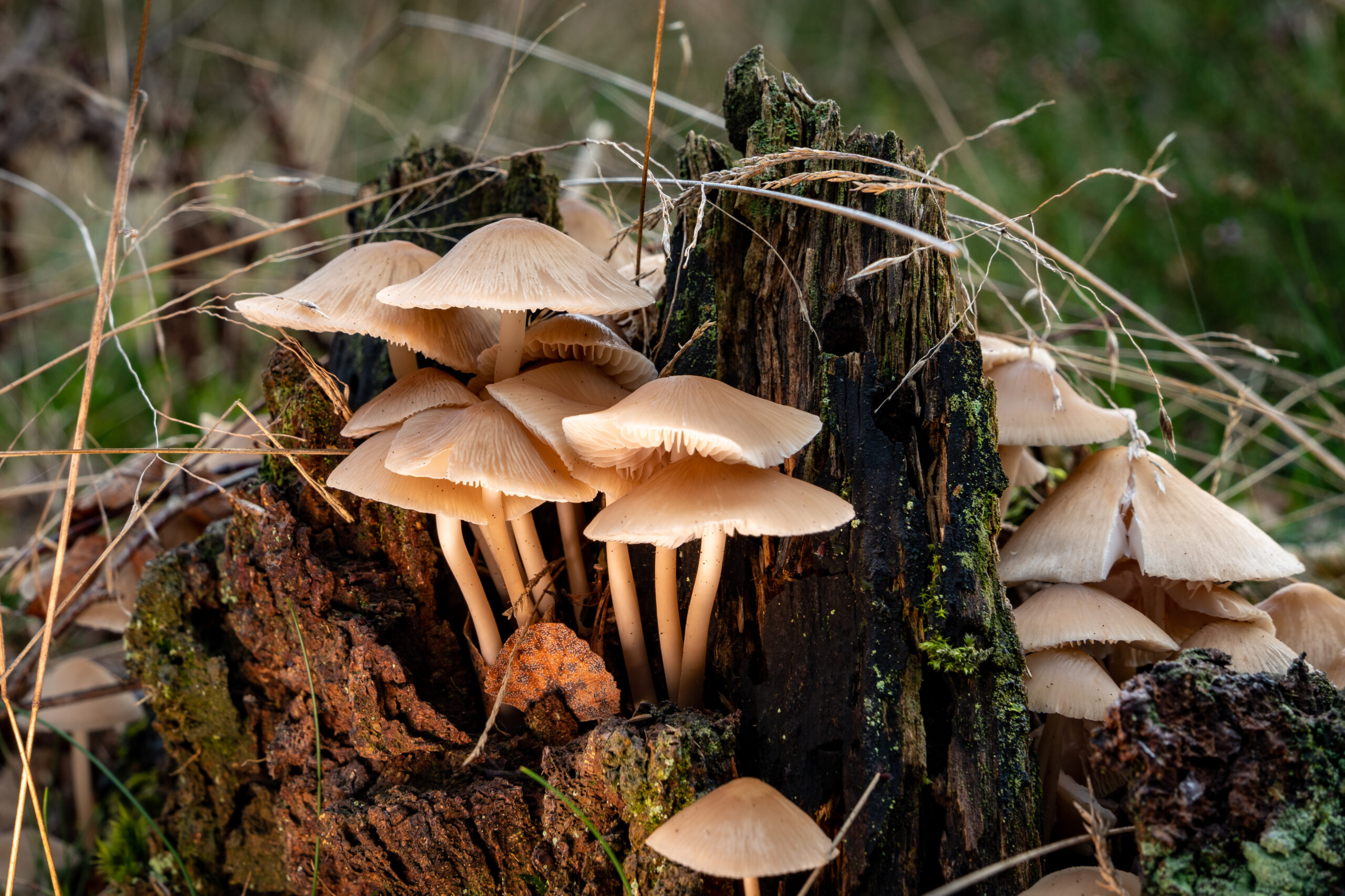 Natur